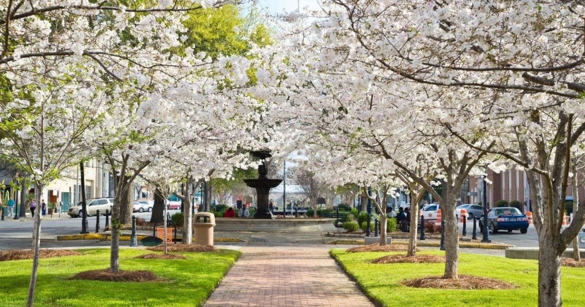 Cherry trees bloom in downtown Macon