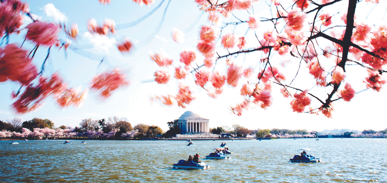 DC blossoms featured