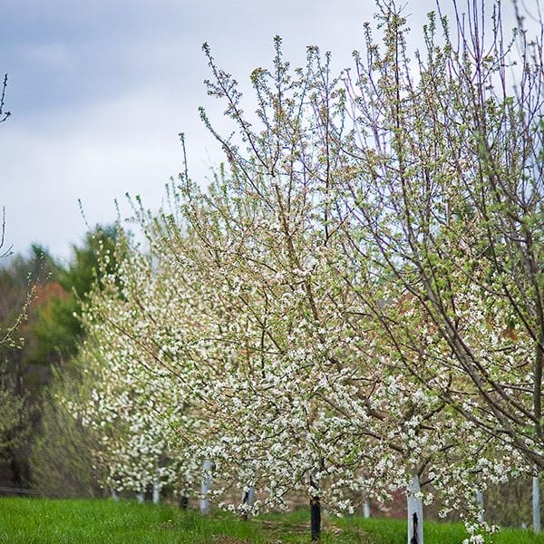 Heirloom apple tree blooming in the spring