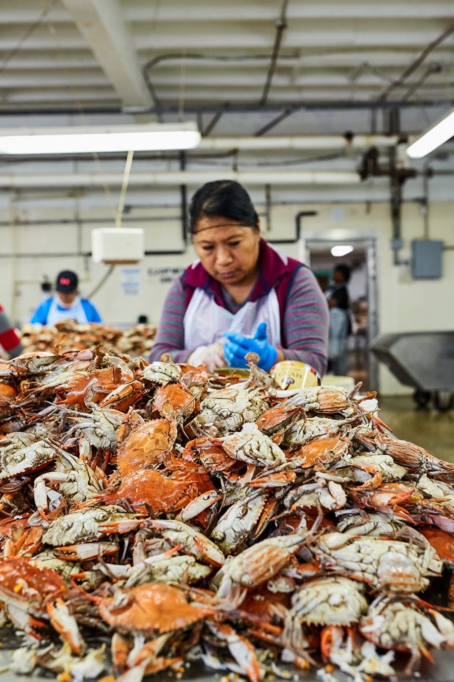 Picking meat from Maryland blue crabs