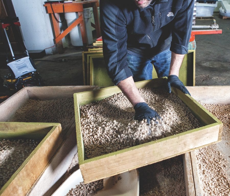 Soy sauce mash ferments in barrels; John Rust transfers beans from the kettle to cooling beds, where he mixes in wheat and yeast to form Koji; Koji boxes are filled