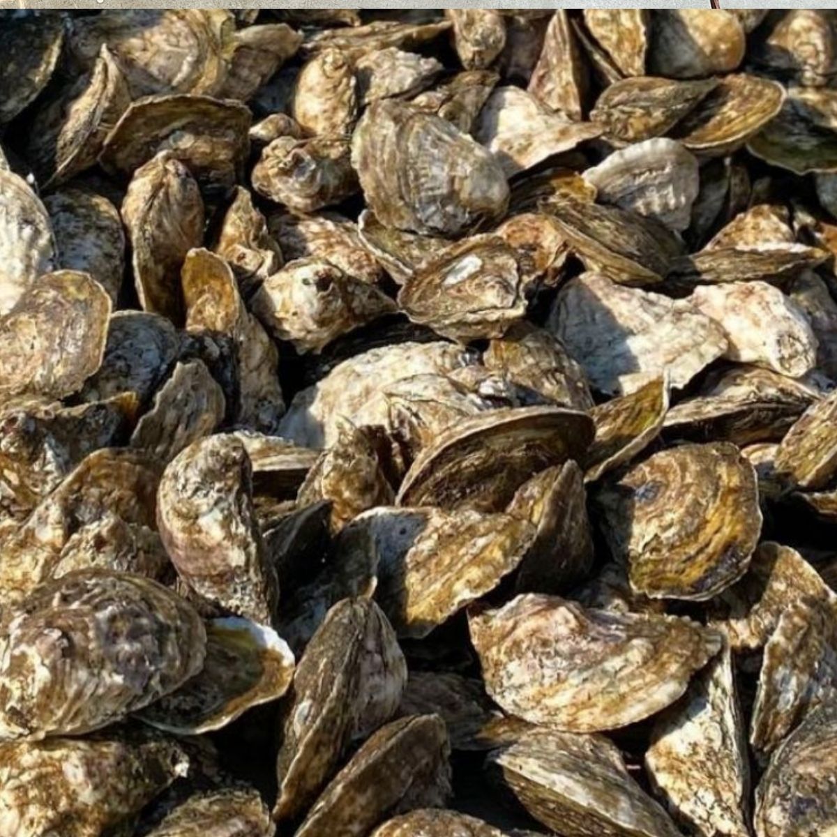 OYster South thumbnail 