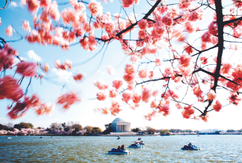 Cherry blossoms blooming in Washington DC