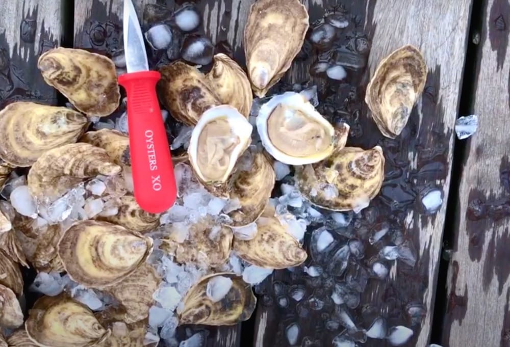 oyster display thumbnail