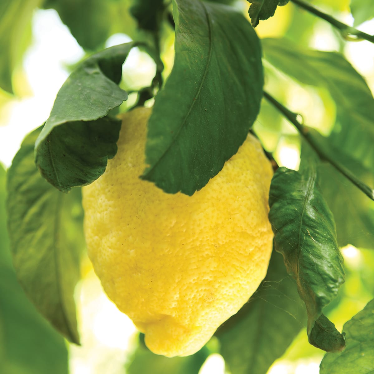 Lemon BobWaggoner