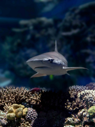 A shark from National Aquarium