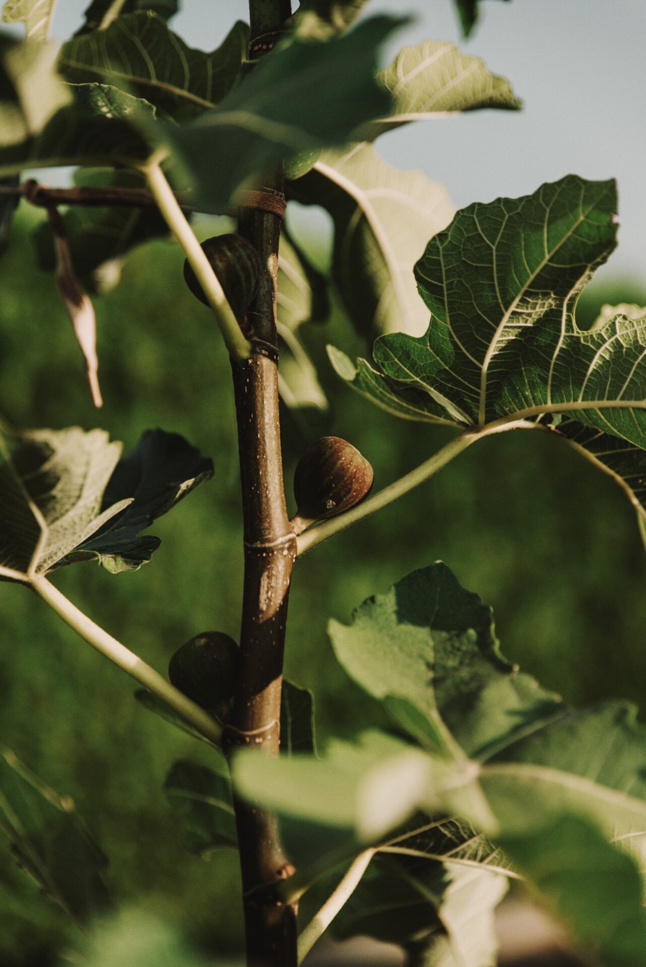 figs growing on a young fig tree
