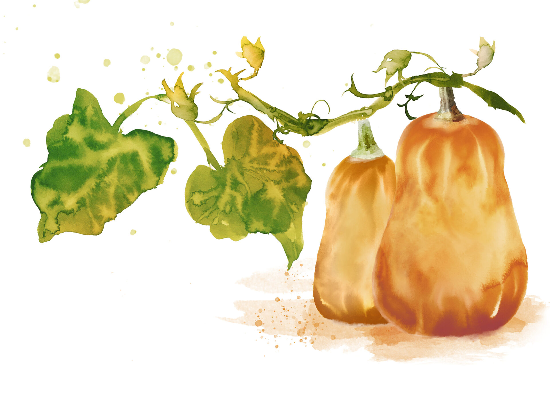 Watercolor ilustration of 2 honey nut squashes