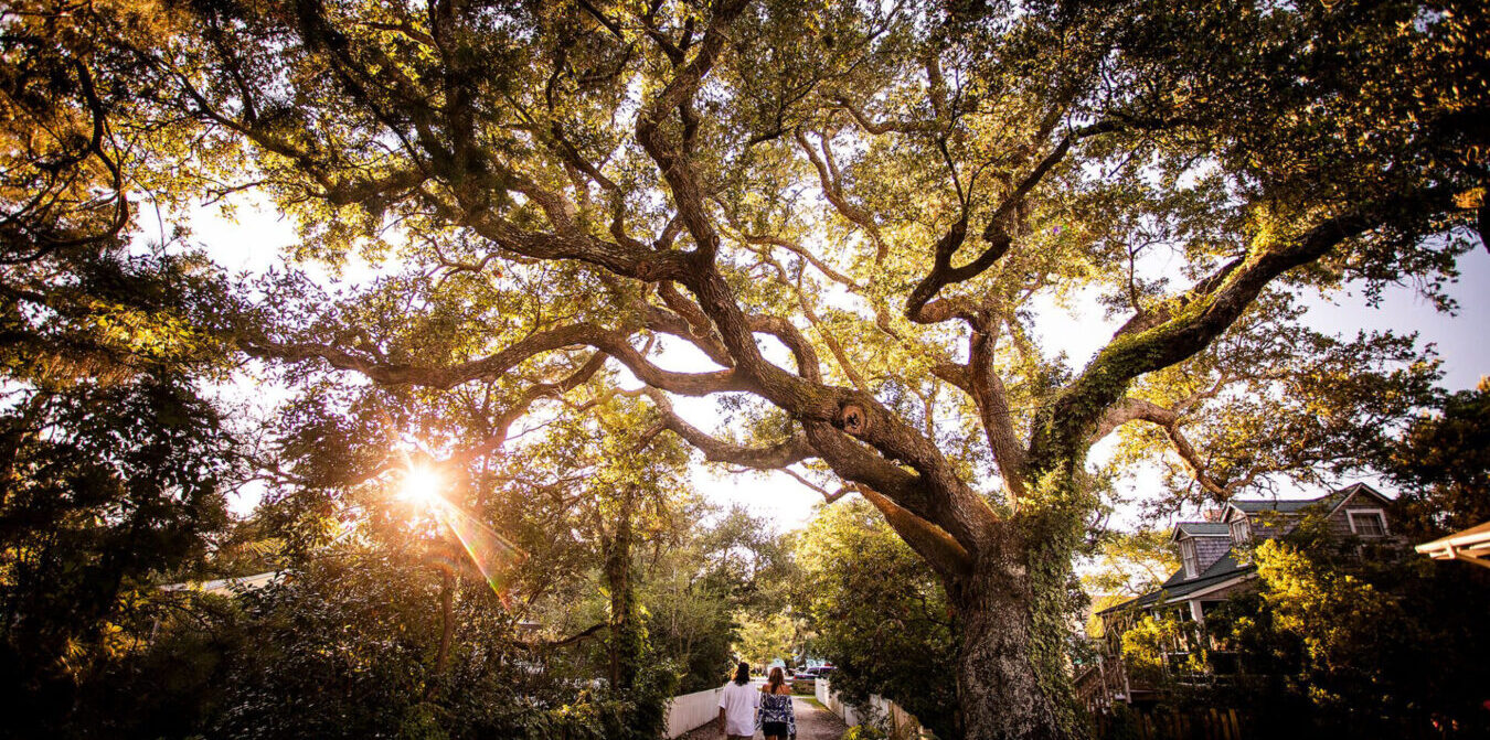 a couple walks beneath a live oak tree on Ocracoke Island
