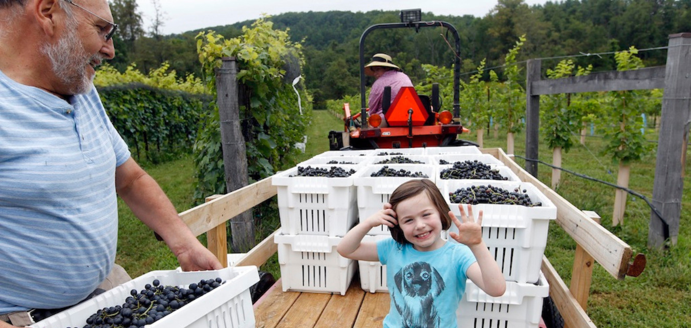 The whole family gets involved at Loving Cup Vineyard & Winery, a family owned spot the Virginia Wine Trail, no matter the age.