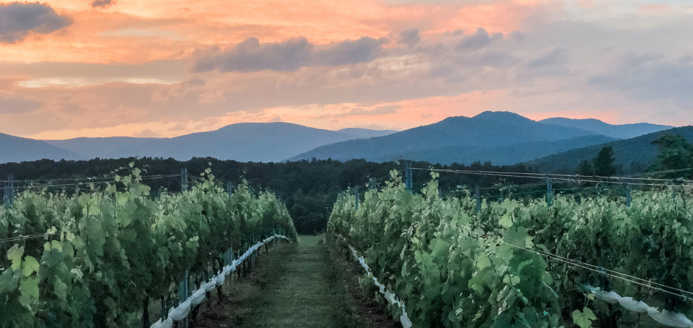 Illustration of wine vineyard in Virginia  Blue Ridge Mountains, along the Virginia Wine Trail