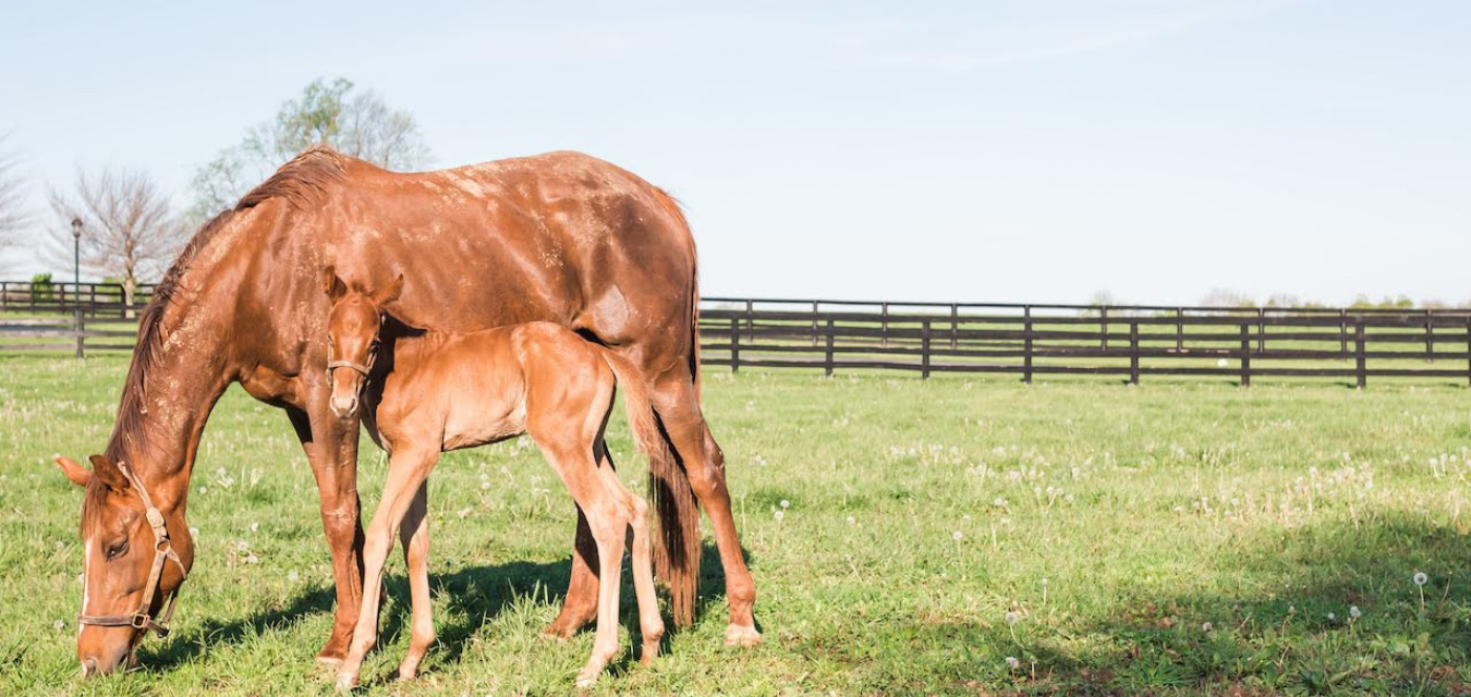 A horse and a foal in the pastures of WinStar in Lexington, Kentucky
