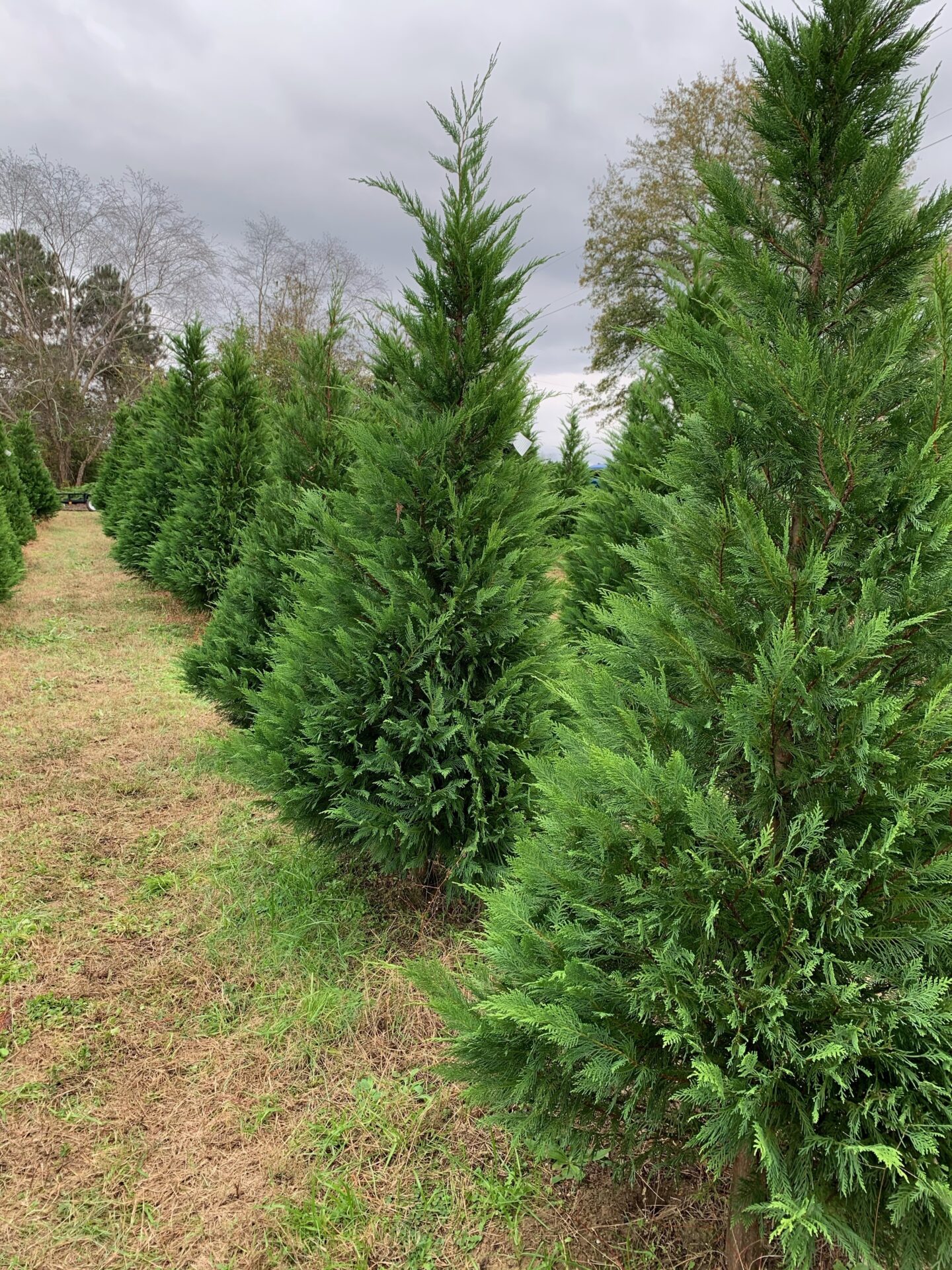 Trees at Christmas Tree Farm in South Carolina