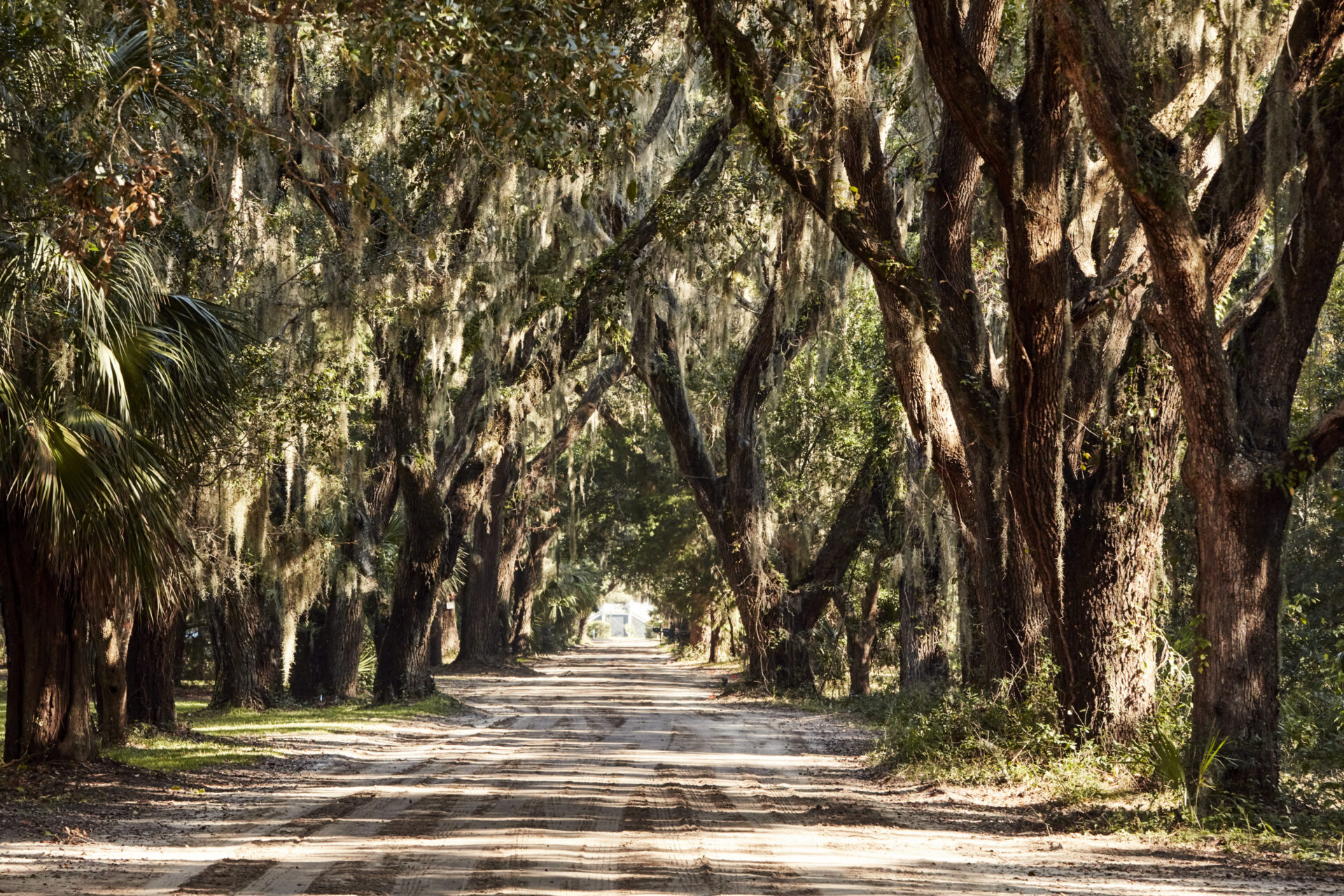 Coffin Road with mossy trees in the South Carolina Lowcountry