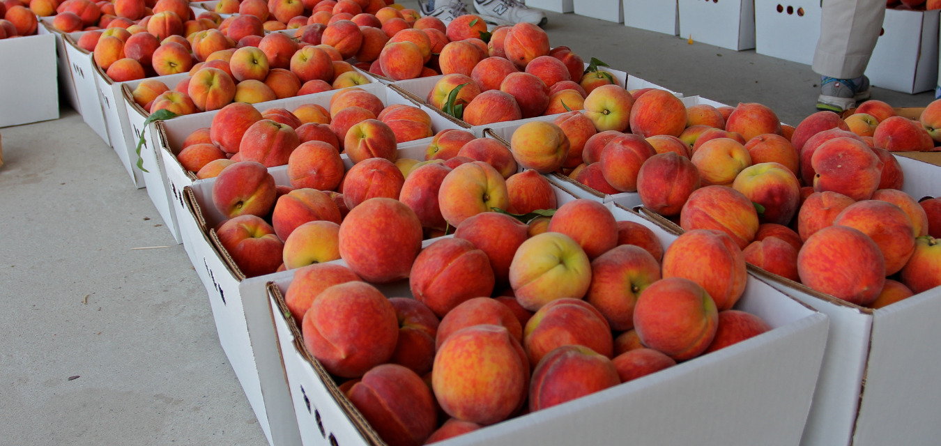 Buckets of peaches for North Carolina Peach Week