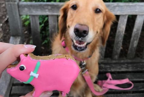 Golden Retriever sitting on a park bench with a smile. A woman is holding a pink frosted dog treat in the shape of a pig out to the dog. 