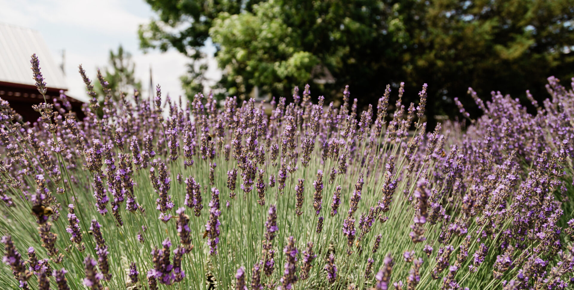 Field of lavender at White Hills Farm for the Salt Fire Smoke Food Festival