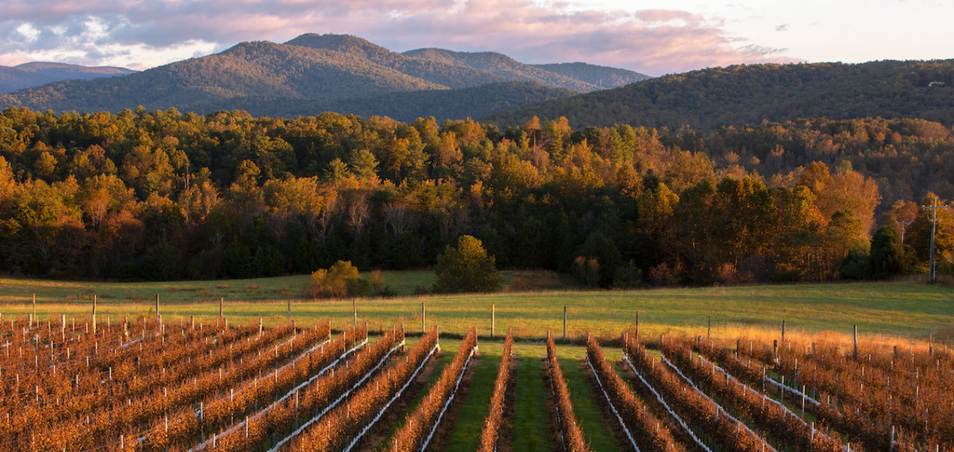 Stinson Vineyards from Monticello Wine Trail