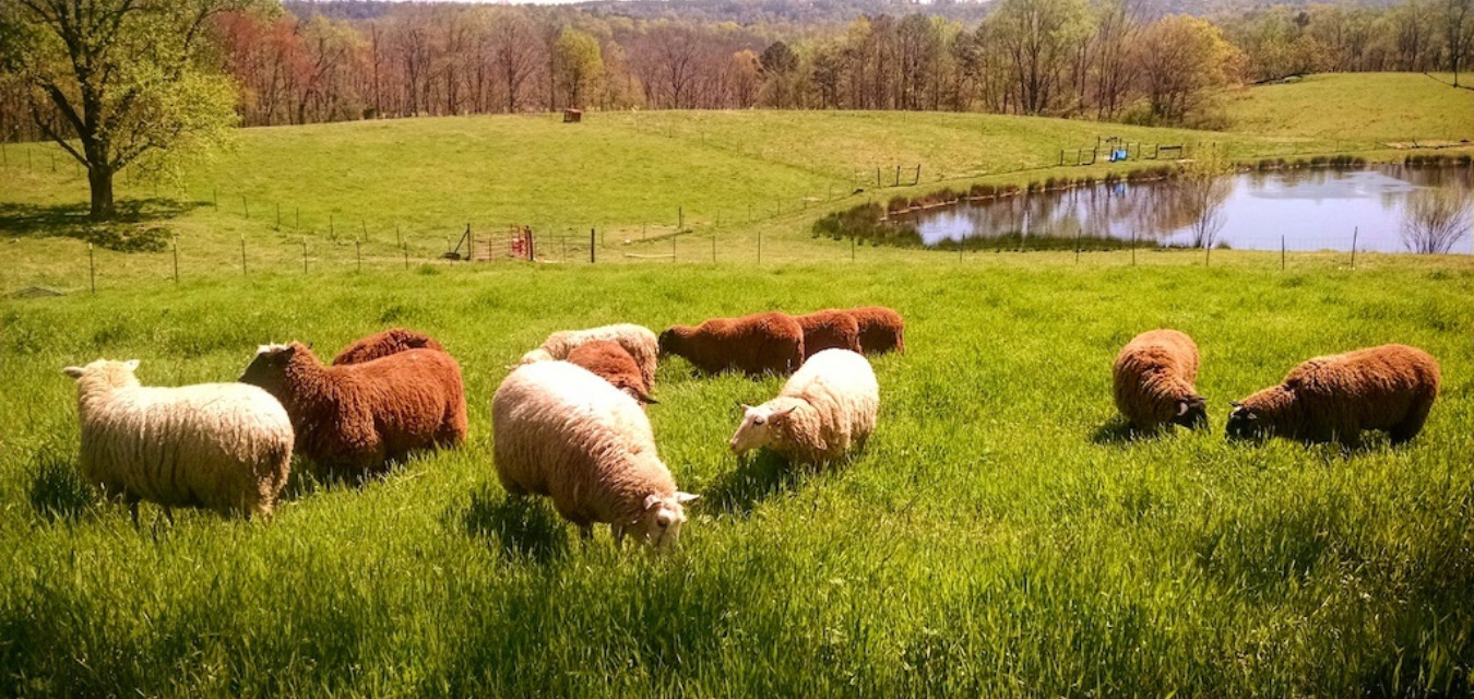 Sheep Graze at Pure Luck Dairy in Texas, one of the stops on our list of cheeses and cheesemakers in the Deep South