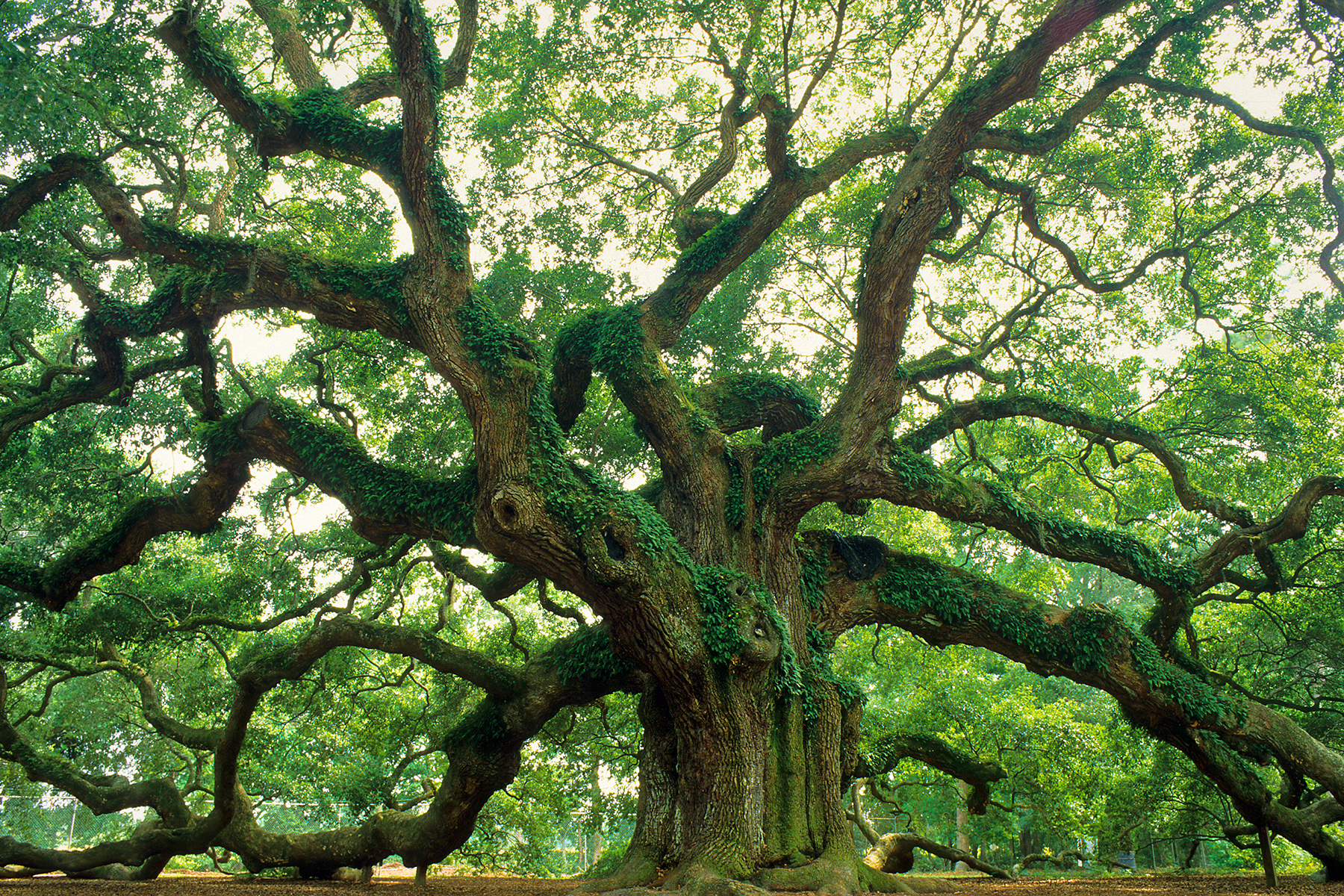 Angel Oak Tree, one of the most famous sea islands attractions