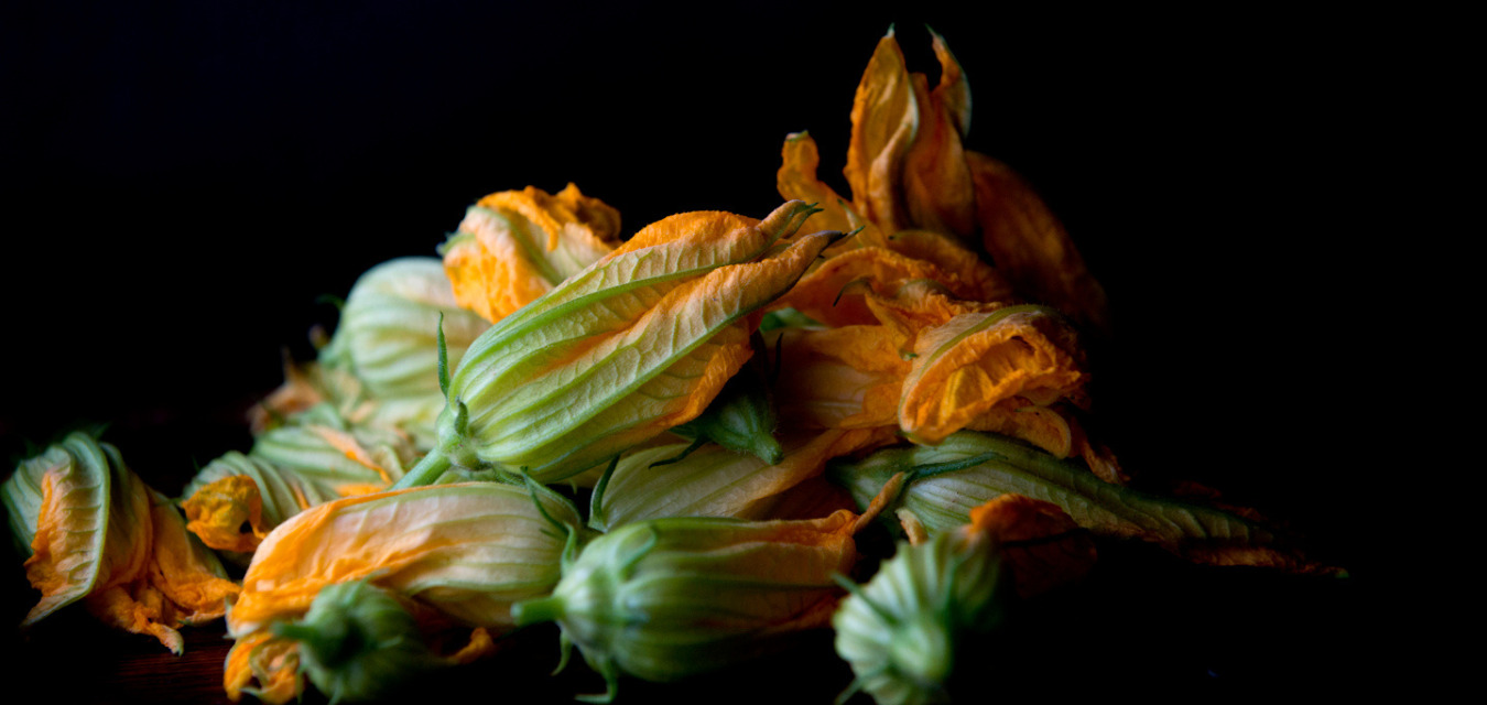 Squash Blossoms in front of a dark background