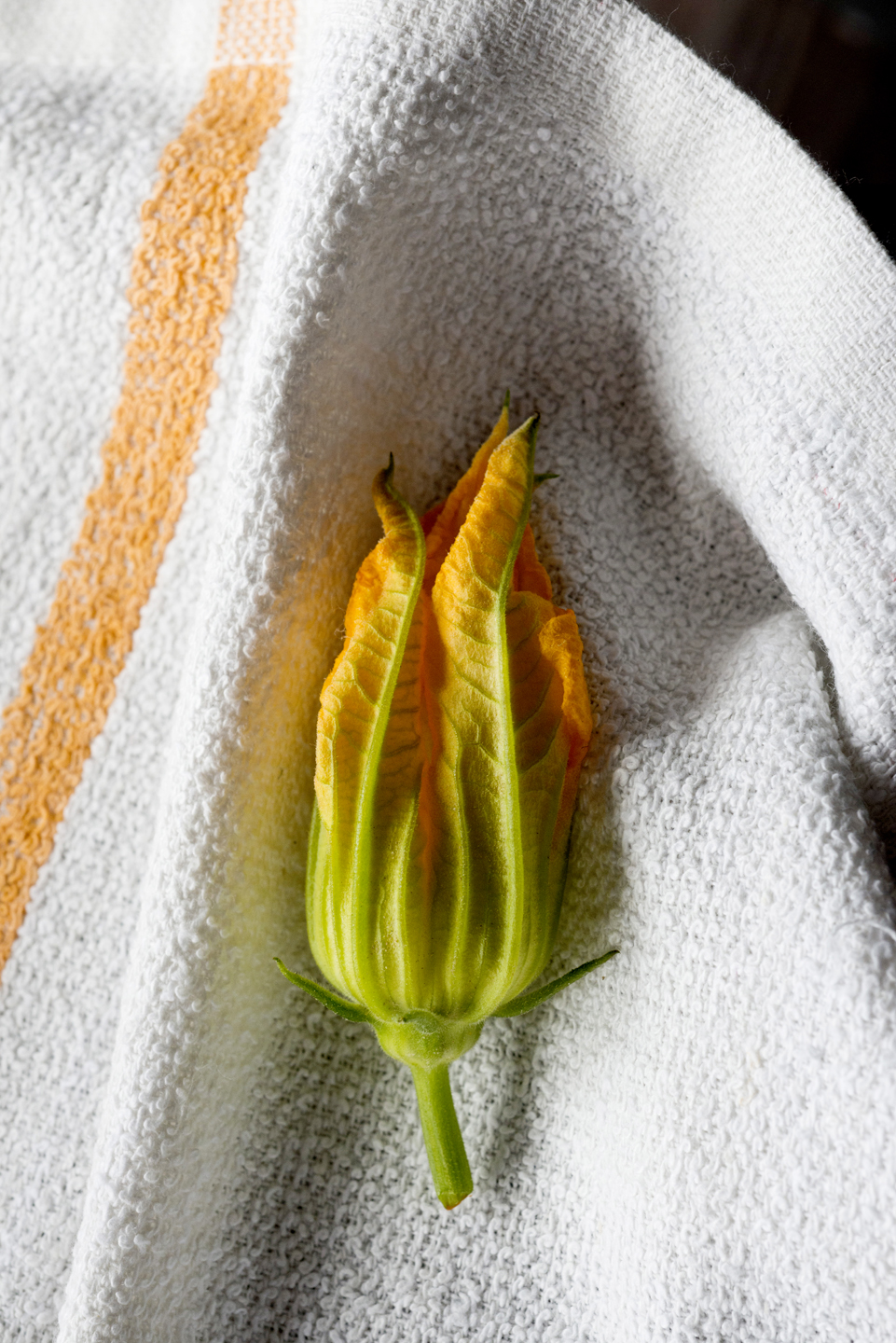 Squash Blossoms on a knit towel