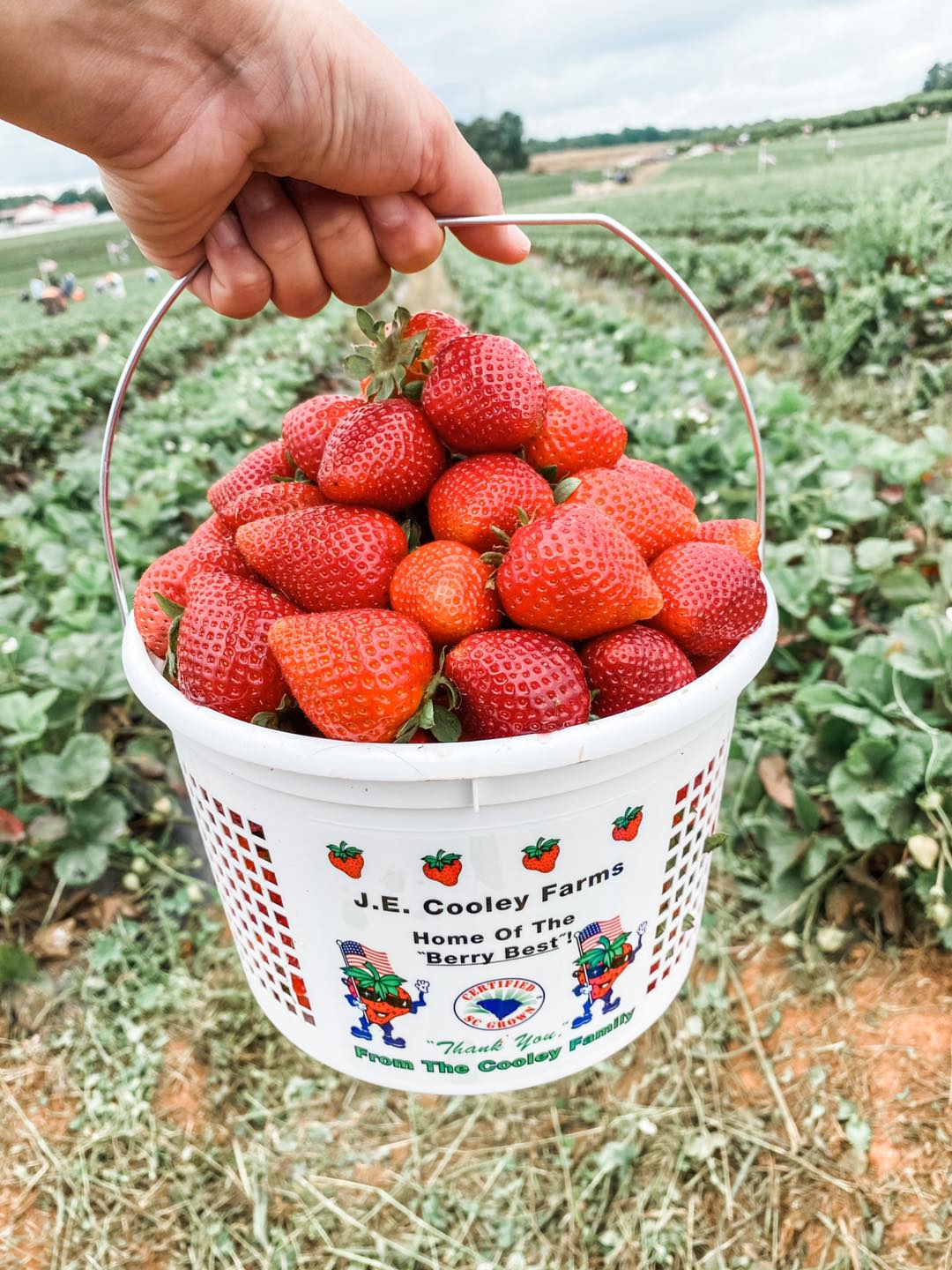 Strawberries in a bucket as a market treat in South Carolina