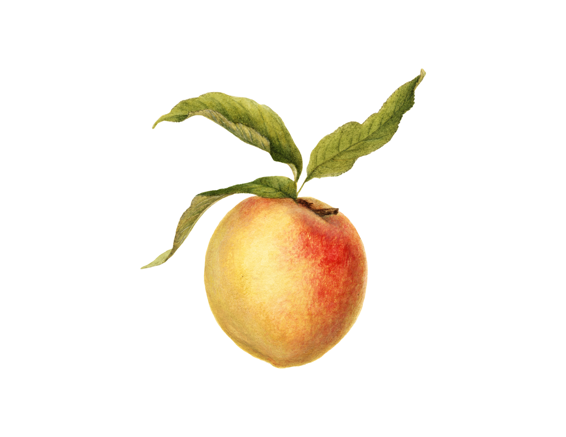 peach with leaf