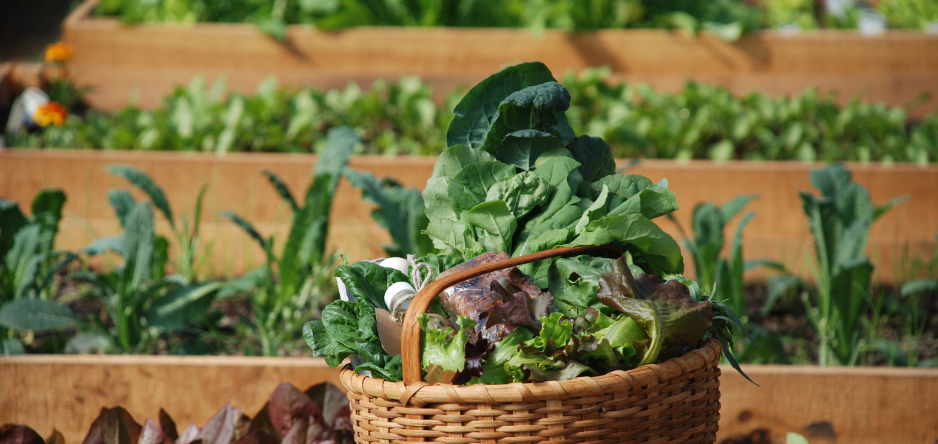 A basket of greens and vegetables at Patowmack Farm