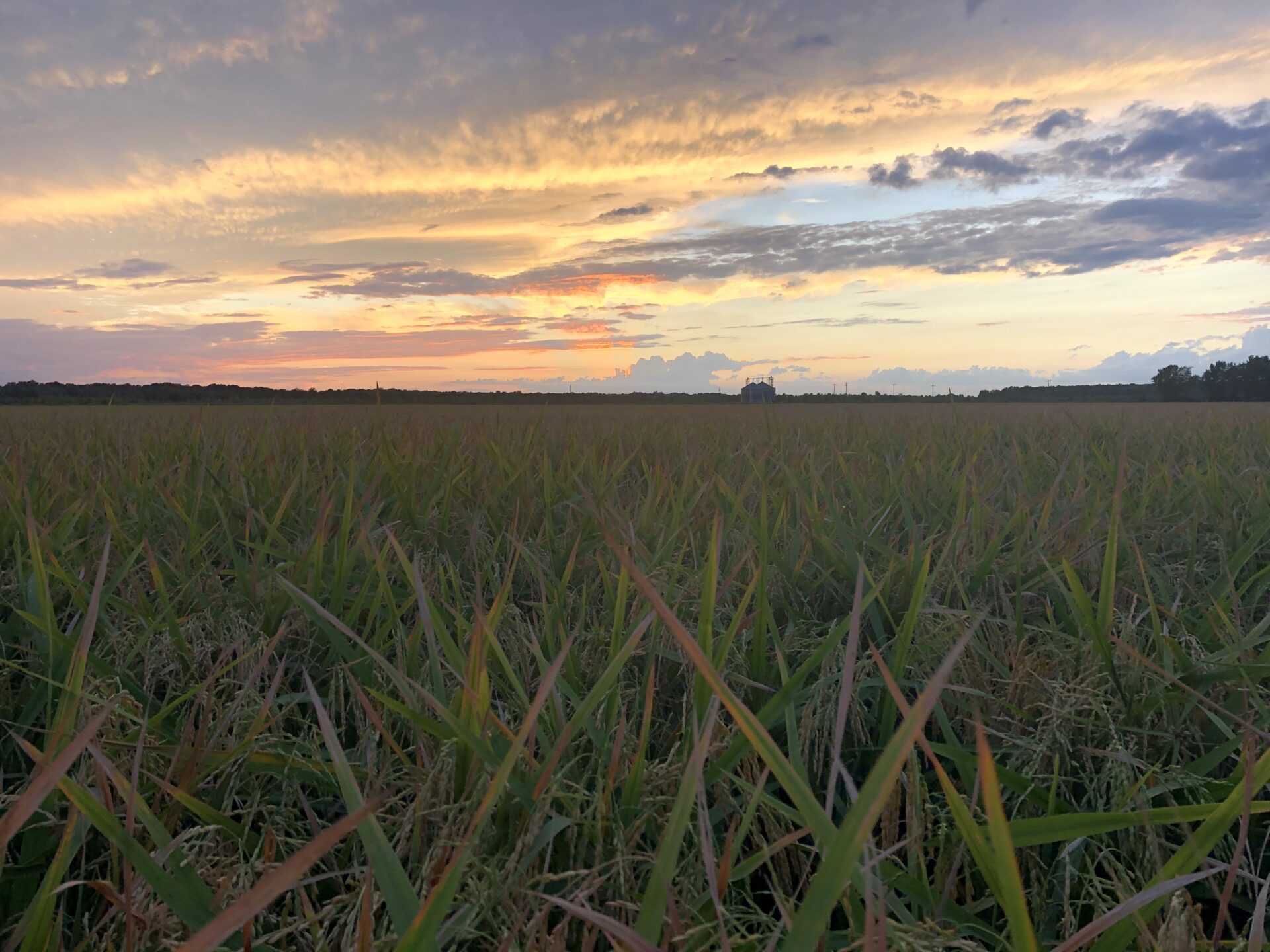 The sun sets upon a large rice field.