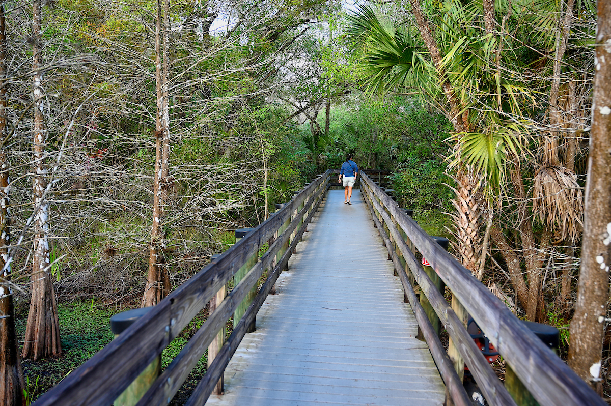 Woman walking the Six Mile Cypress Slough Preserve boardwalk hiking a great place for a nature walk in Fort Myers