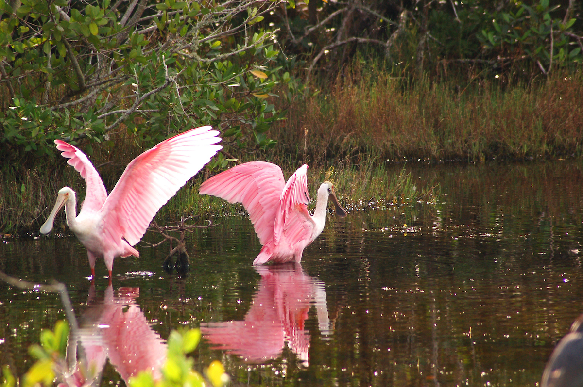 roseate spoonbill at a nature park in Fort Myers