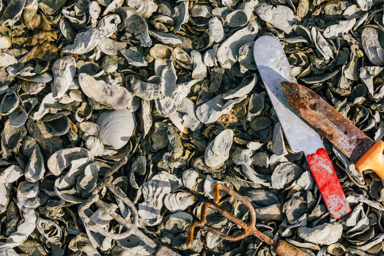Two shelling tools sit on top of a huge pile of oysters and shells.