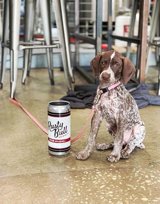 A dog sits next to a fake can of beer.