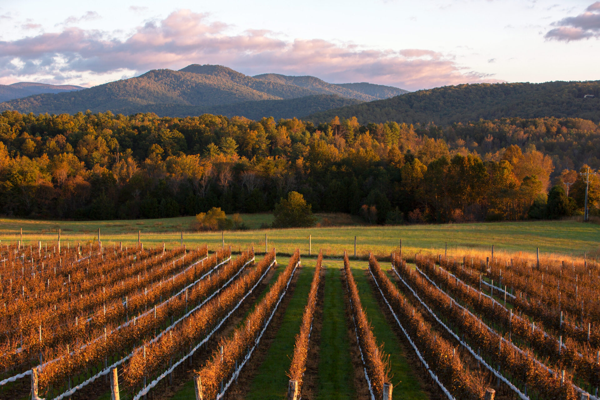 Panoramic views of the Blue Ridge Mountains at The Inn at Stinson Vineyards in Charlottesville.