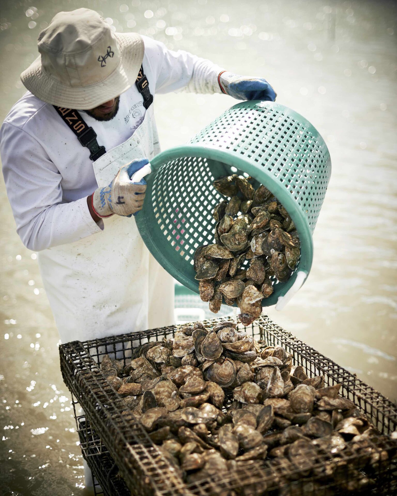 Lynnhaven oysters being gathered and cleaned
