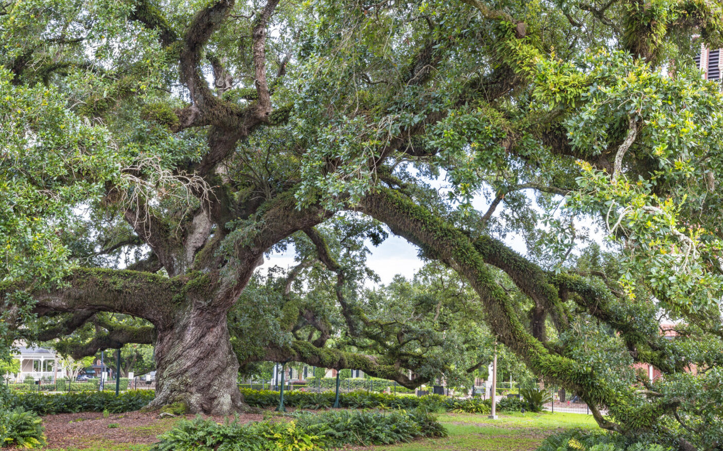 Cathedral Oak in Lafayette, Louisiana