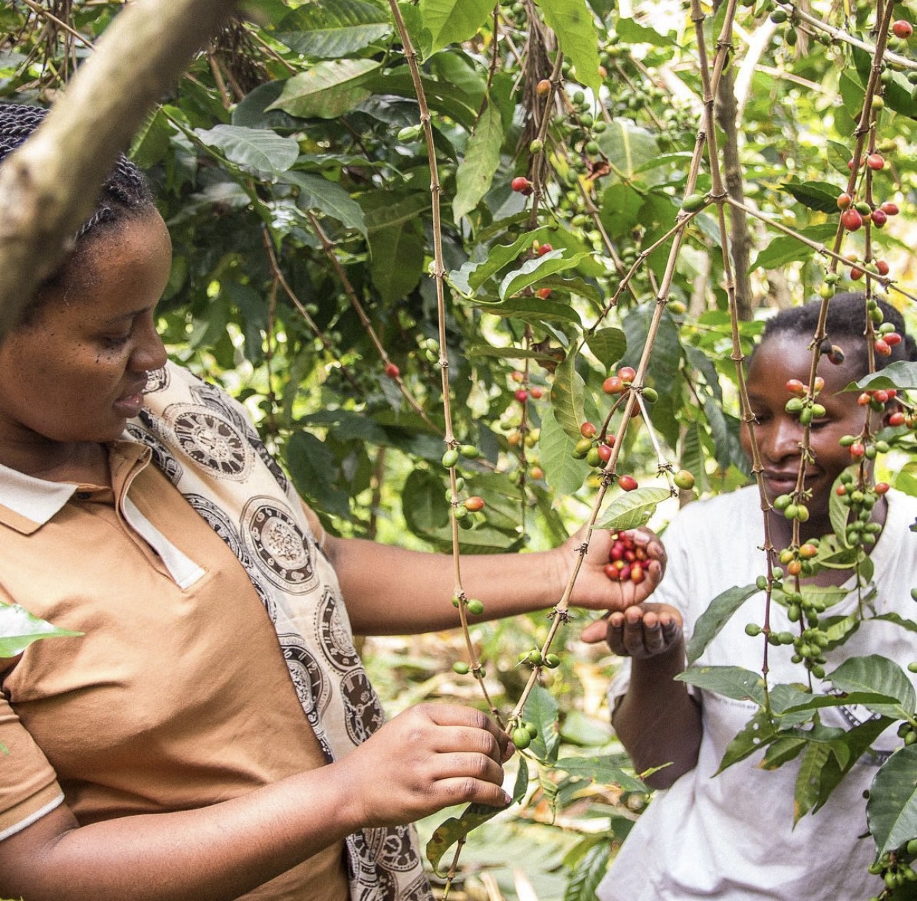 Linda Mugaruka, a coffee Producer in Democratic Republic of Congo harvests coffee beans.