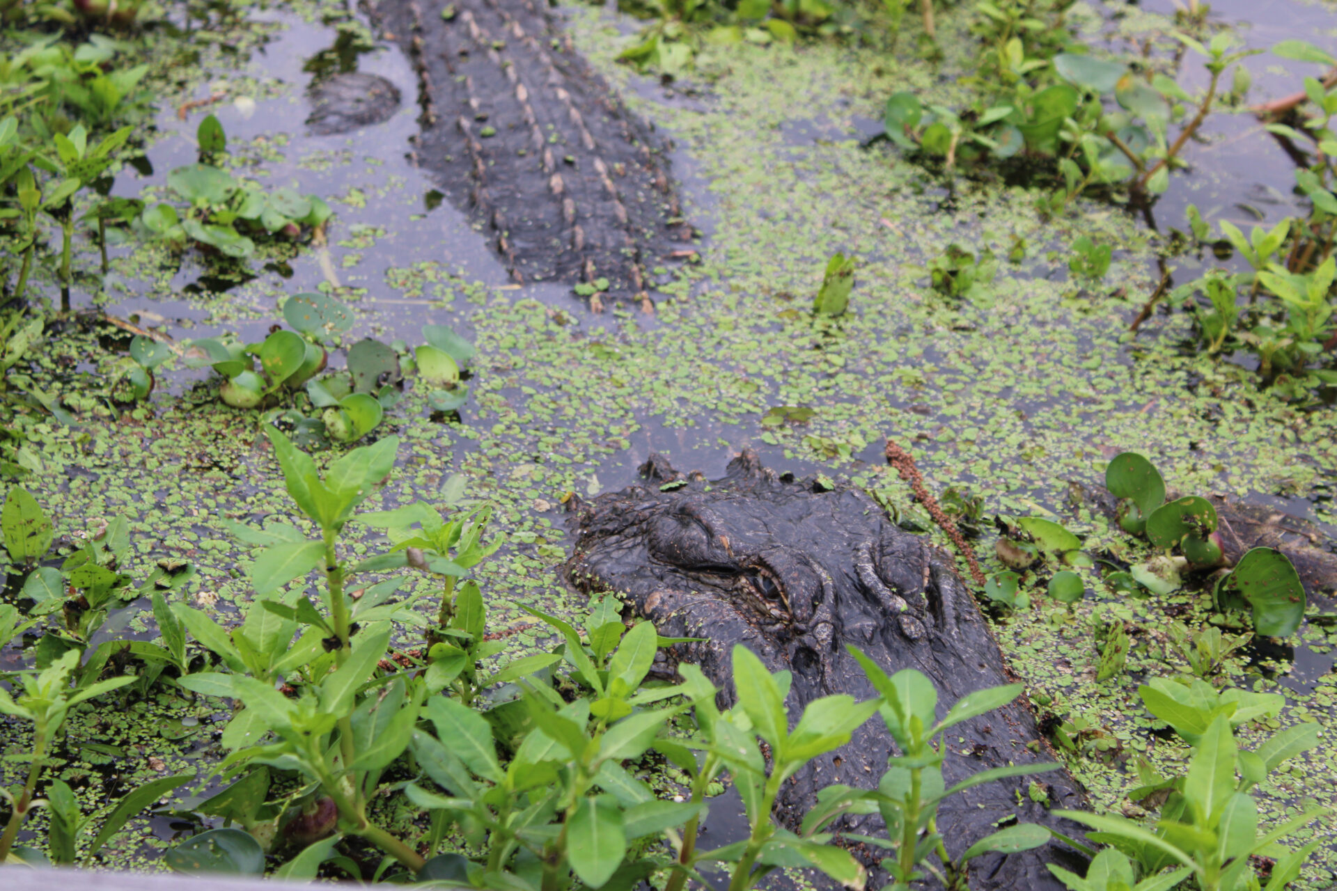 Alligator in Atchafalaya Basin in St. Martin Parish