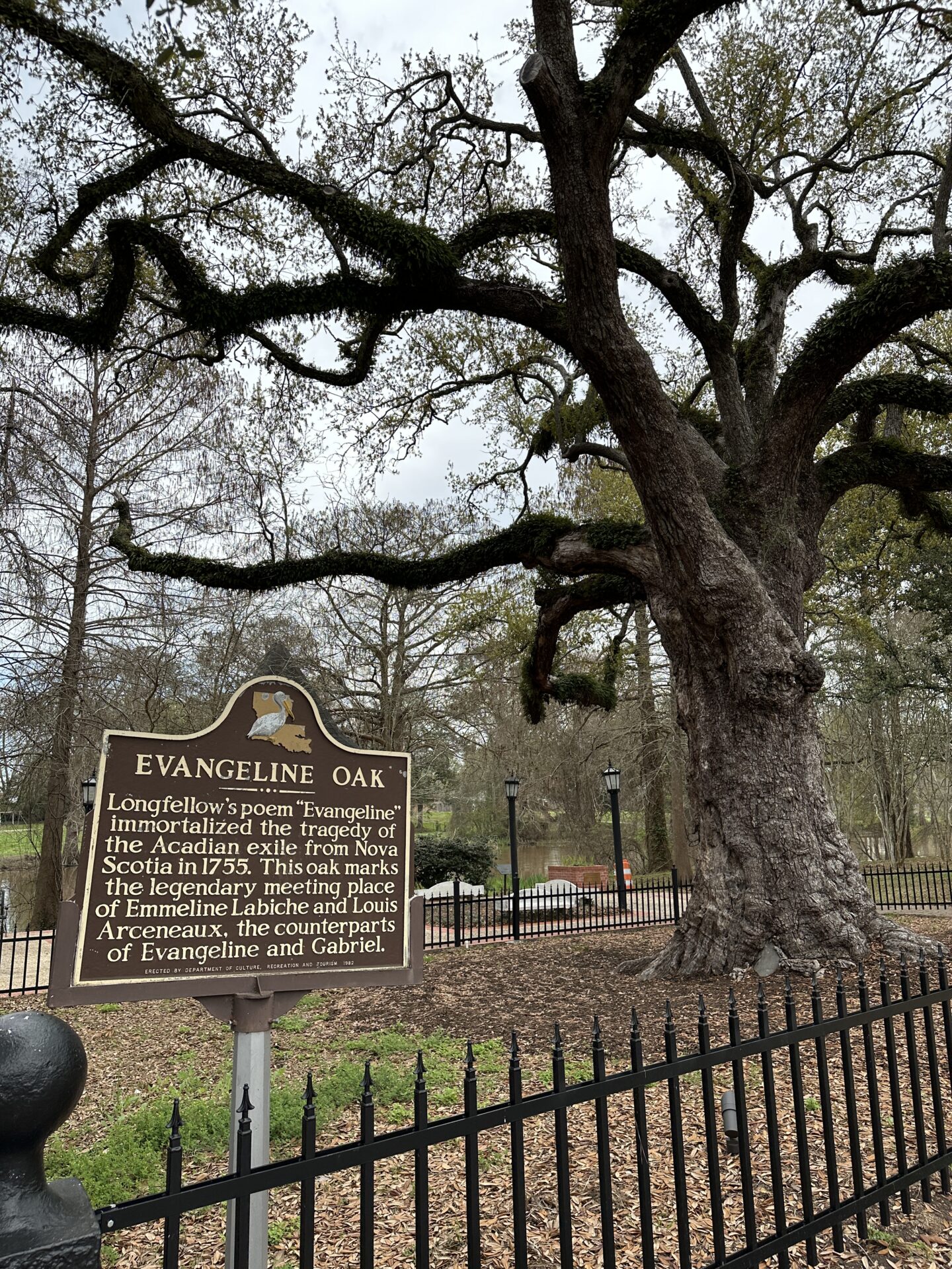 The Evangeline Oak at Evangeline Oak Park
