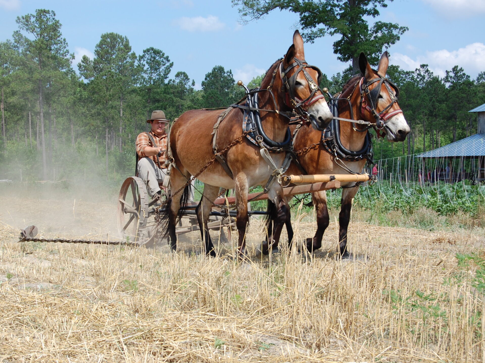 Horses at the LW Paul Living History Farm in Myrtle Beach, South Carolina.