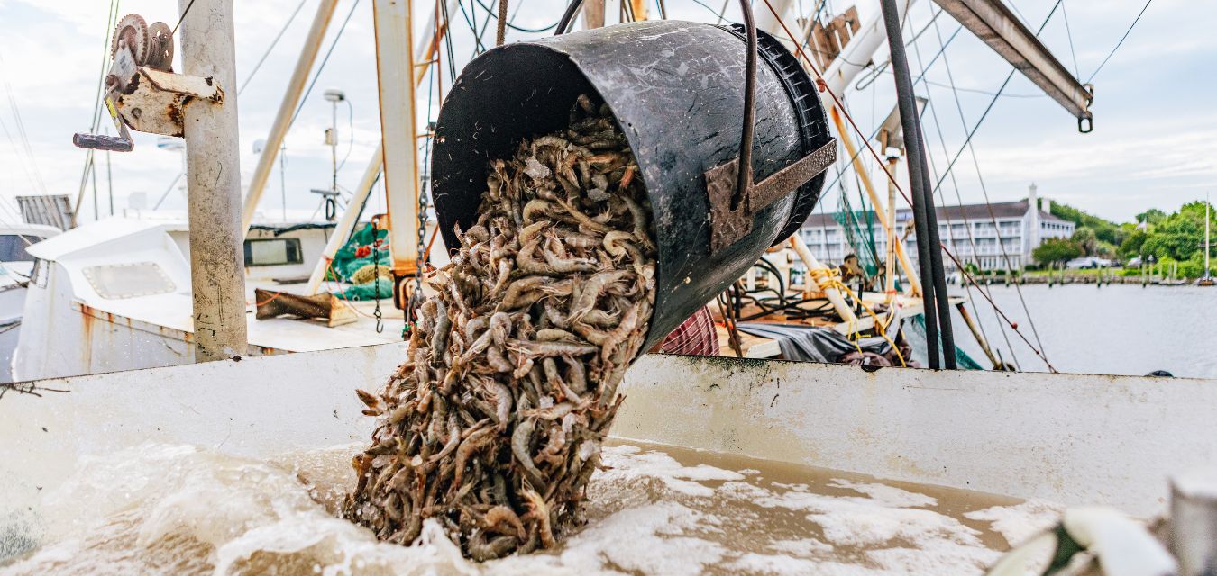 Shrimp being caught on a fishing boat