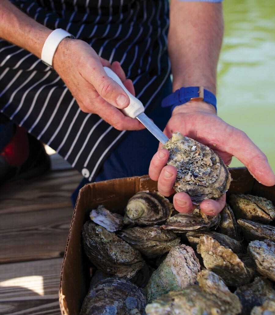 A fresh oyster is about to be cracked open