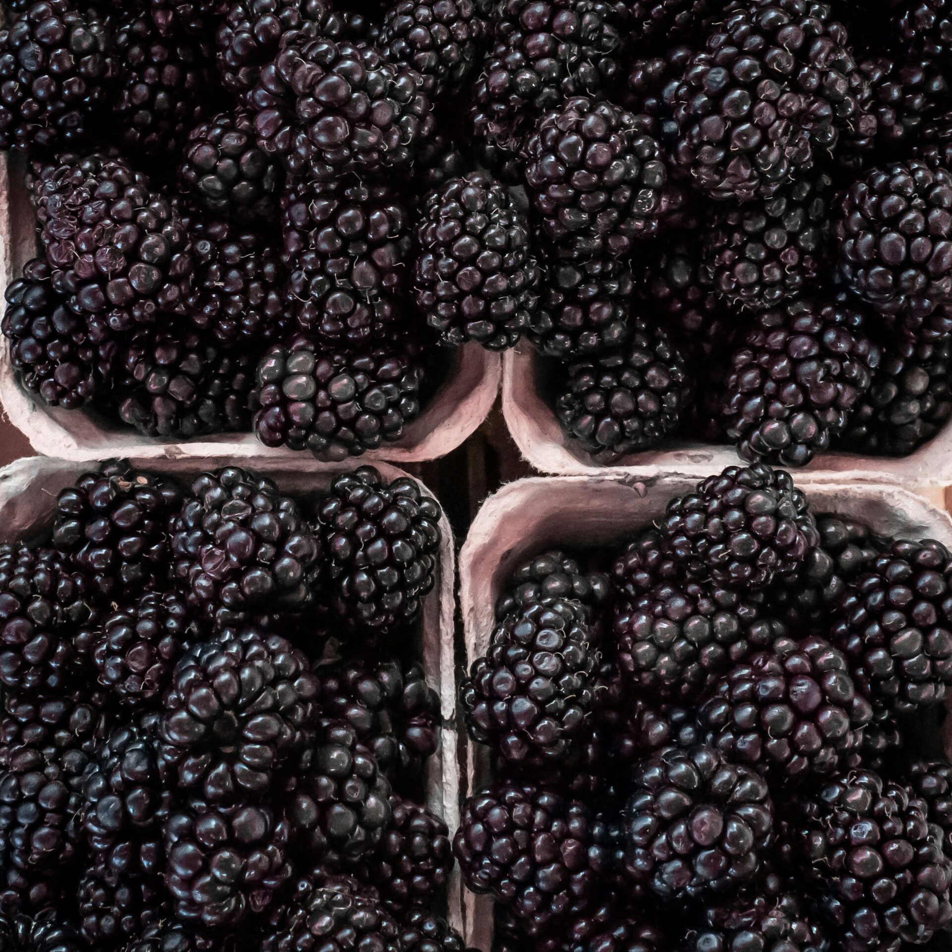 blackberries