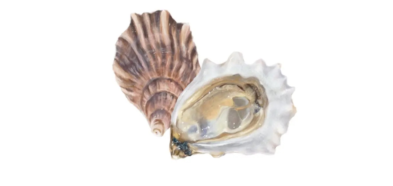 Oysters Illustration