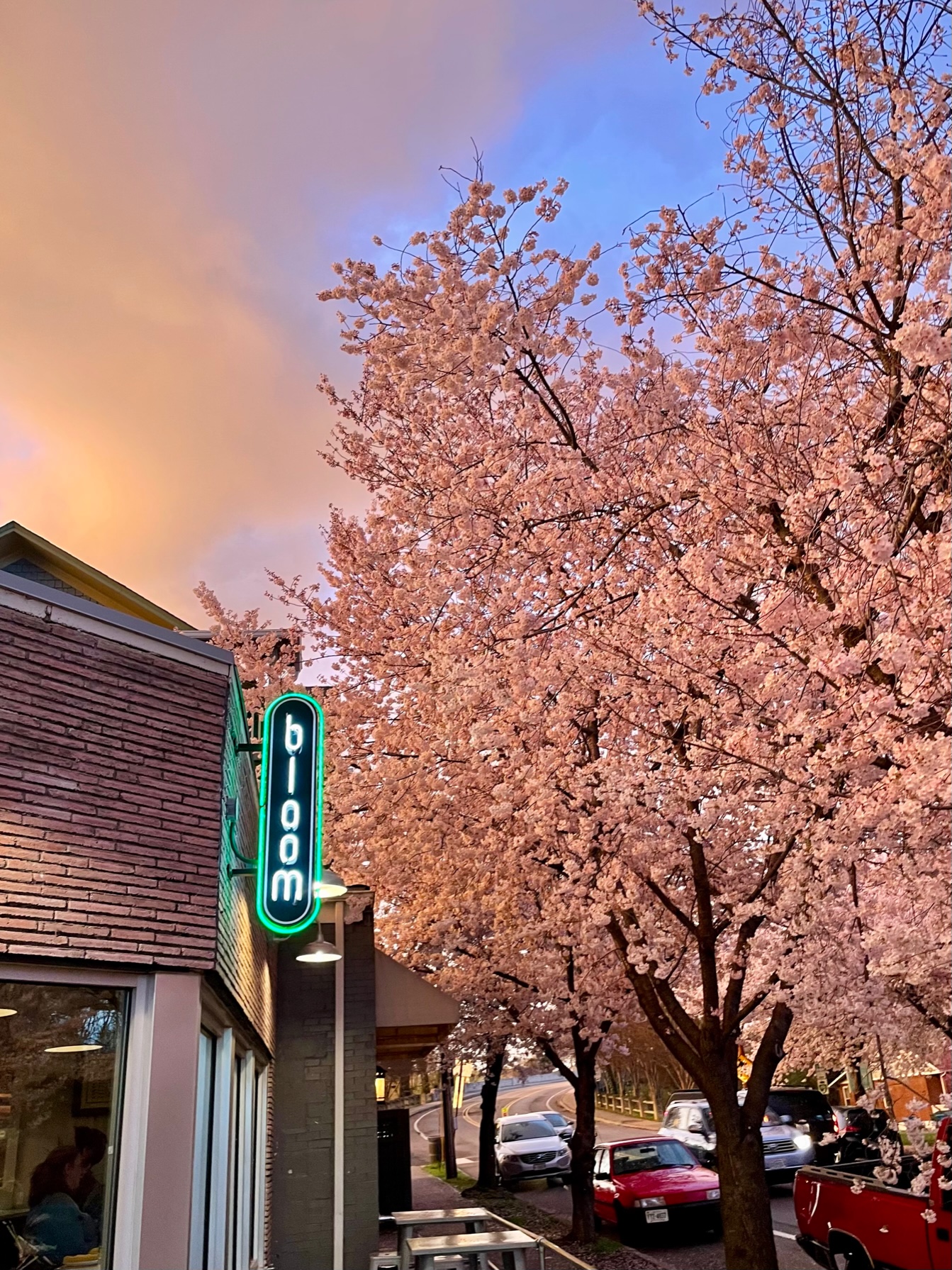 sunset cherry blossoms