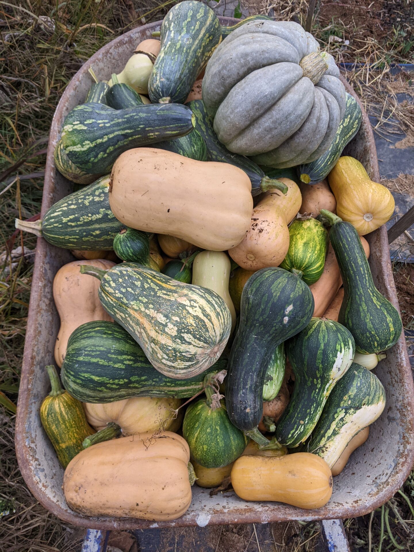 Vegetables grown by the Utopian Seed Project