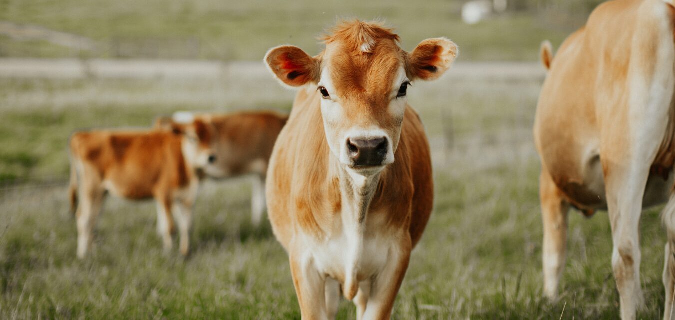 Cow from Cruze Farms in Tennessee