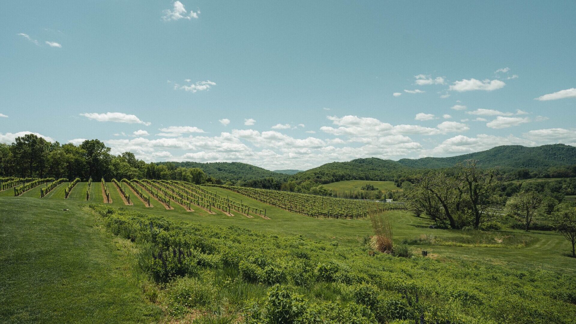 A lush countryside view at Pippin Hill Farm & Vineyards in Charlottesville and Albemarle County, Virginia.