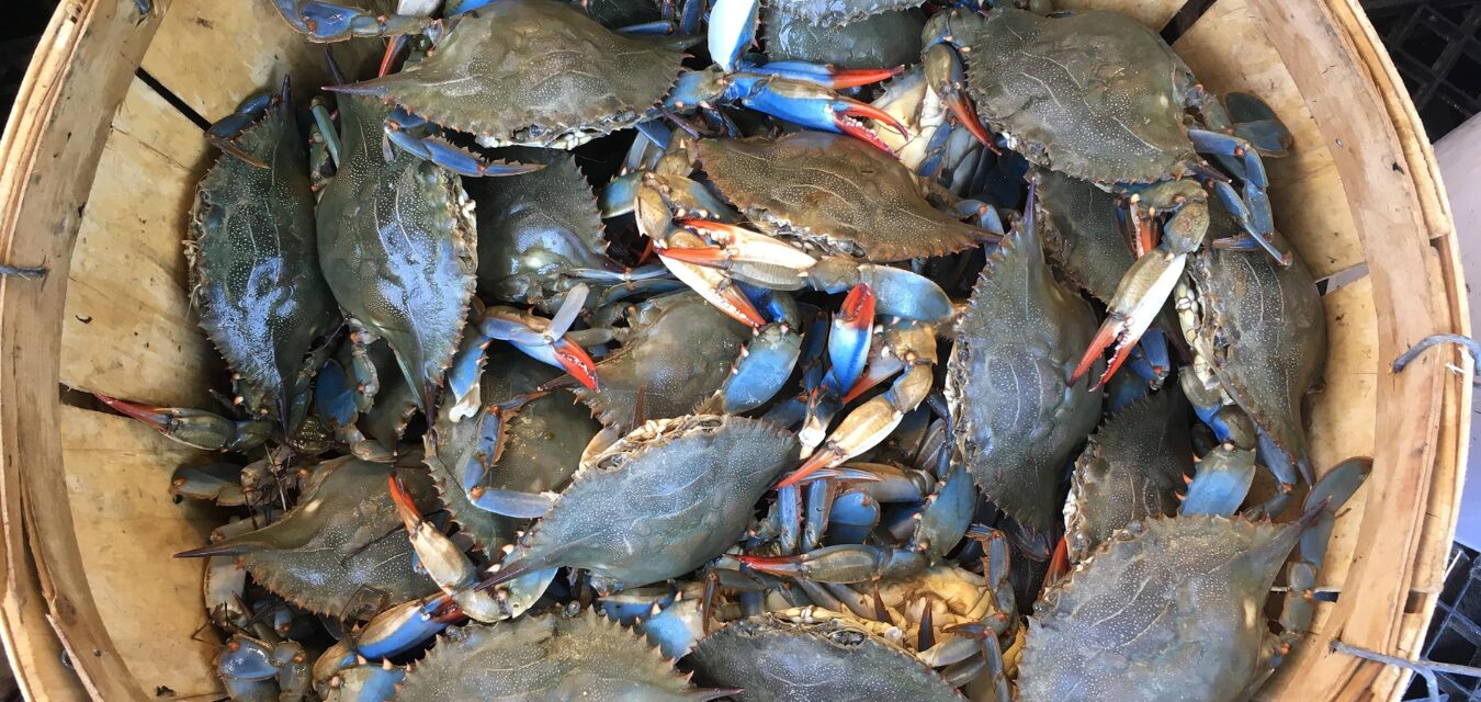 blue crabs